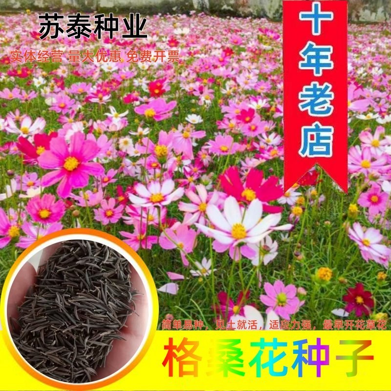 格桑花花种四季可种开花快易种植易成活种子