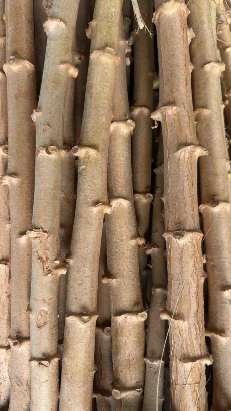 华南9号黄肉木薯种
