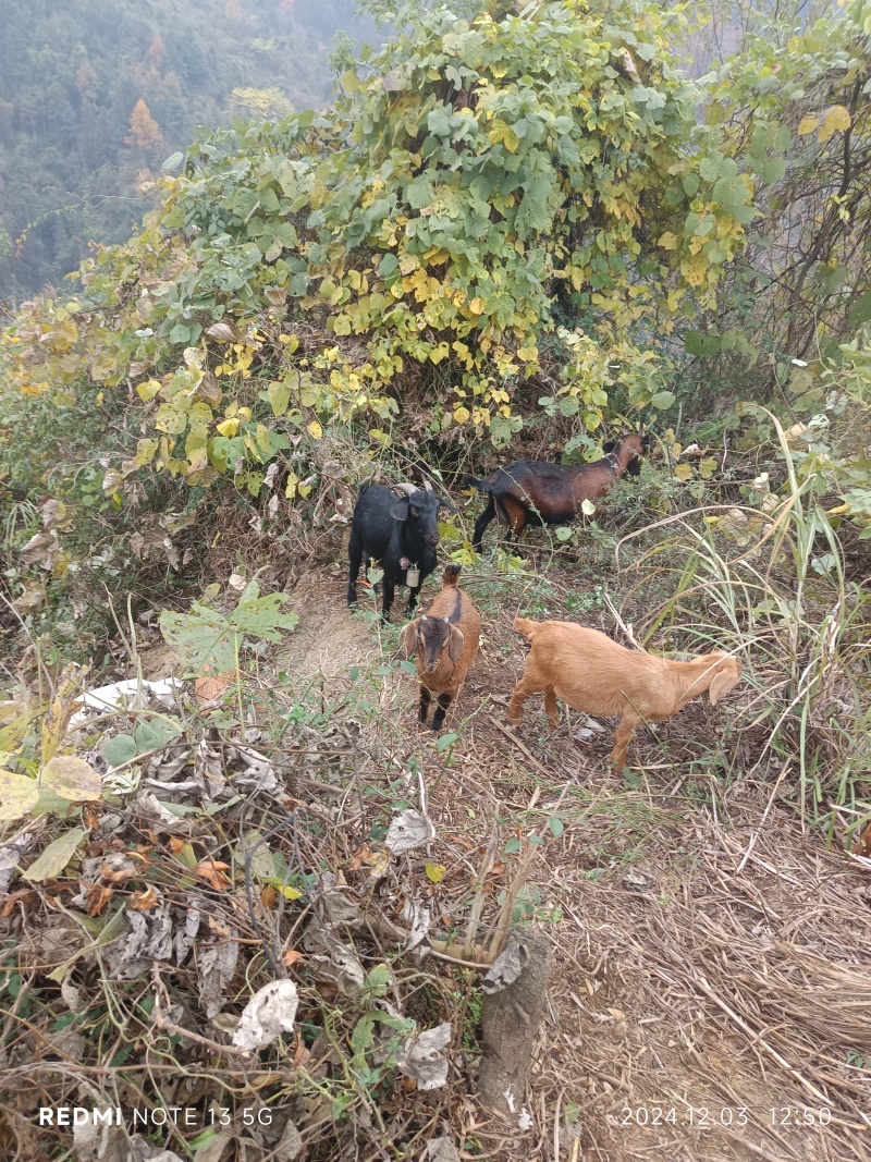 湘西黑黄麻俺公300只