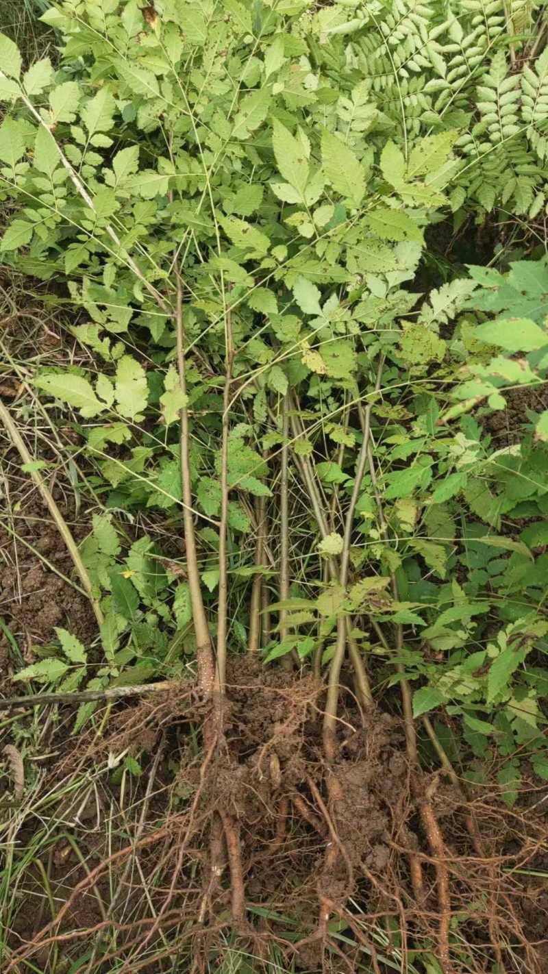 栾树苗保成活率可视频看货可提供技术指导欢迎选购
