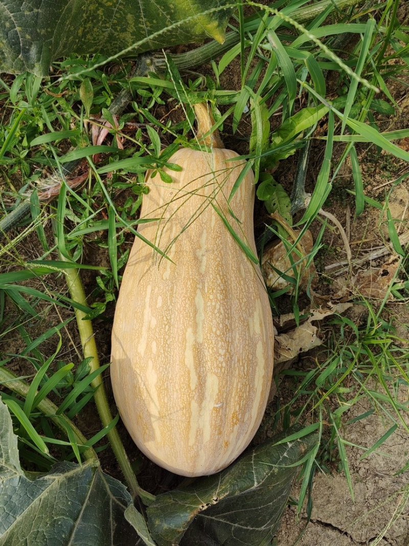 珍优蜜本南瓜甜粉糯肉厚腔小连续坐果能力强欢迎咨询