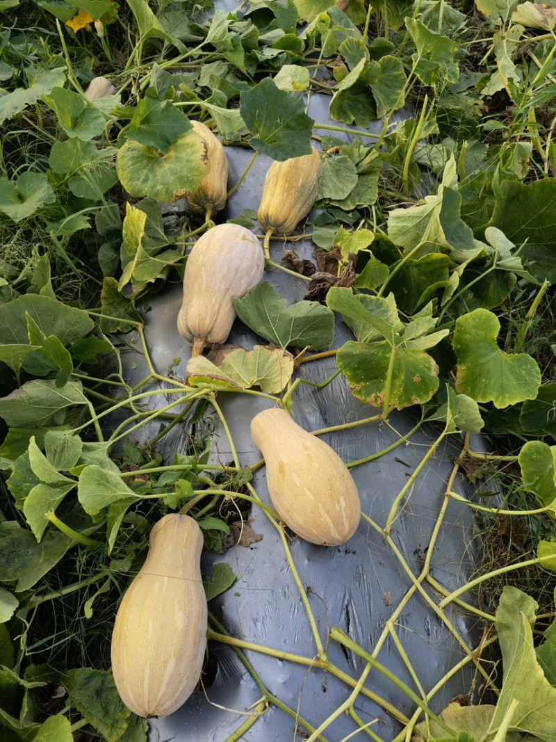 珍优蜜本南瓜甜粉糯肉厚腔小连续坐果能力强欢迎咨询