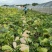 珍优蜜本南瓜甜粉糯肉厚腔小连续坐果能力强欢迎咨询