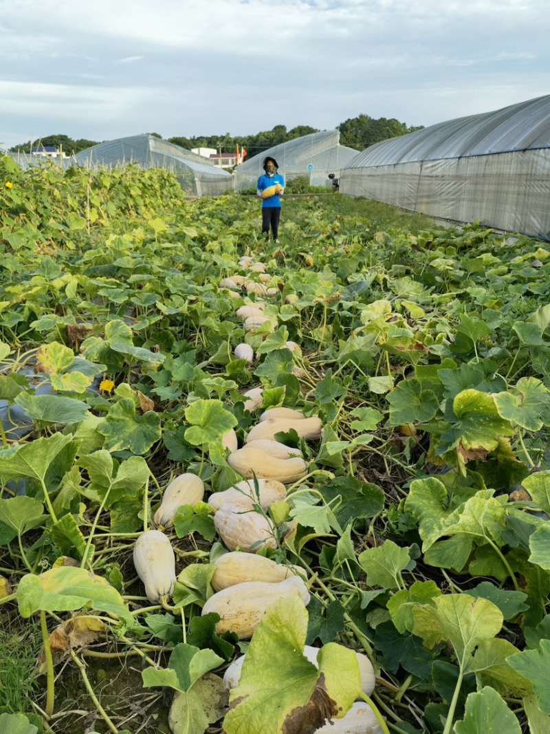 珍优蜜本南瓜甜粉糯肉厚腔小连续坐果能力强欢迎咨询