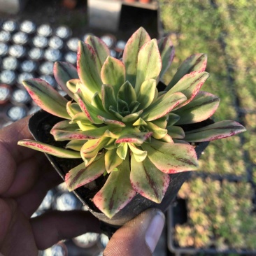 山东济南精品甜茶多肉植物状态如图所示盆口径6.5厘米
