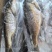 三去鲤鱼