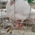 【实力】乳鸽白条、活禽，专业对接商超菜场餐馆全国可发
