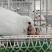 【实力】乳鸽白条、活禽，专业对接商超菜场餐馆全国可发