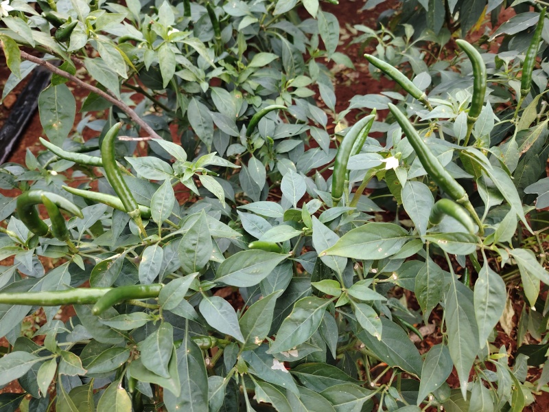 小米辣椒