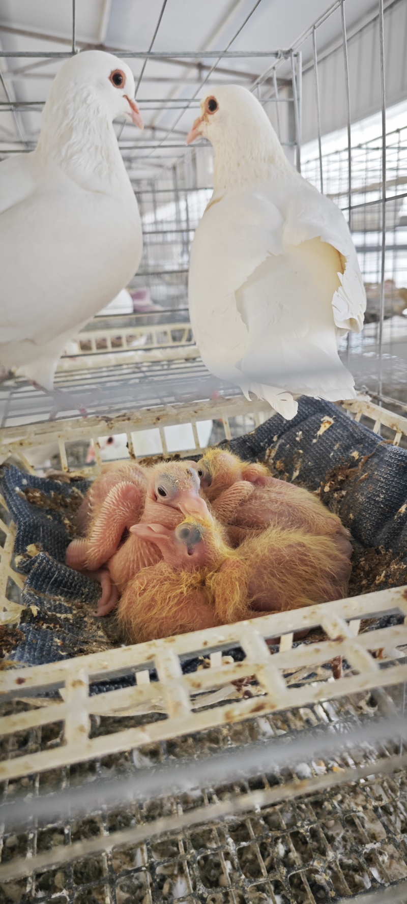 乳鸽量大便宜产地直销活禽全国可发，不包邮
