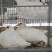 乳鸽量大便宜产地直销活禽全国可发，不包邮