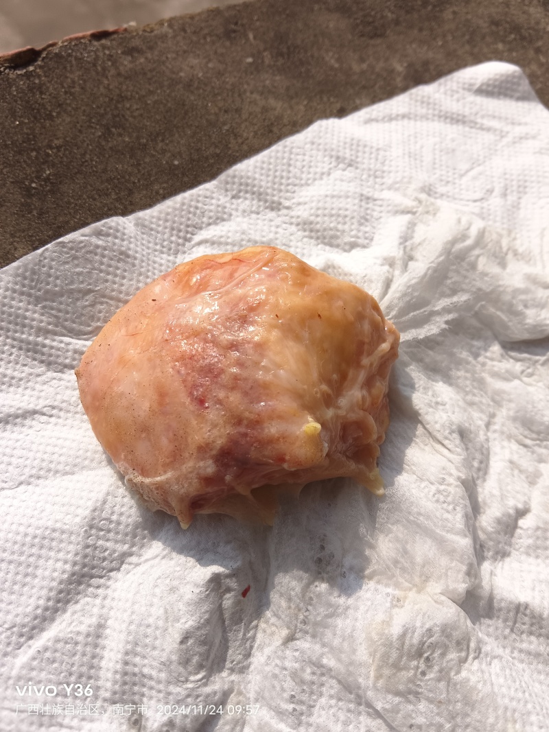 鸡宝
