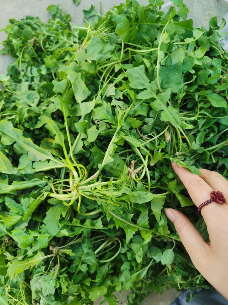 荠荠菜/产区直发/货源充足/大量发车/欢迎选购