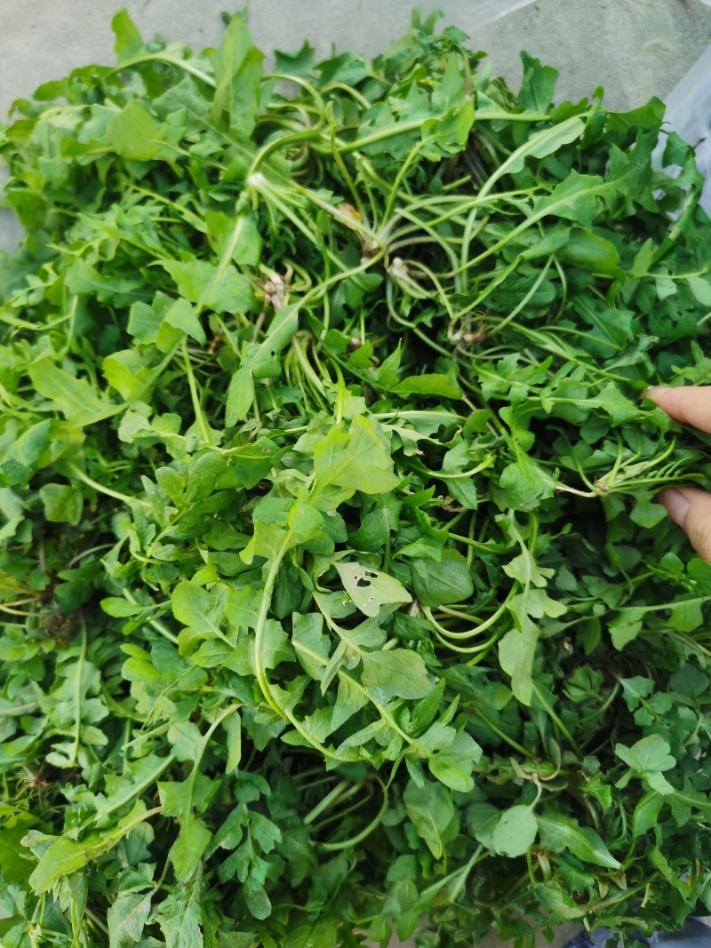 荠荠菜/产区直发/货源充足/大量发车/欢迎选购
