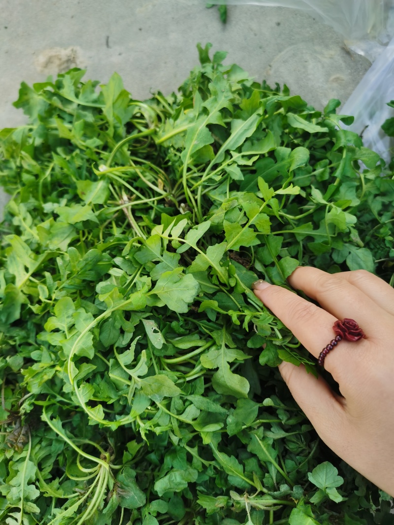 荠荠菜/产区直发/货源充足/大量发车/欢迎选购
