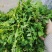 荠荠菜/产区直发/货源充足/大量发车/欢迎选购