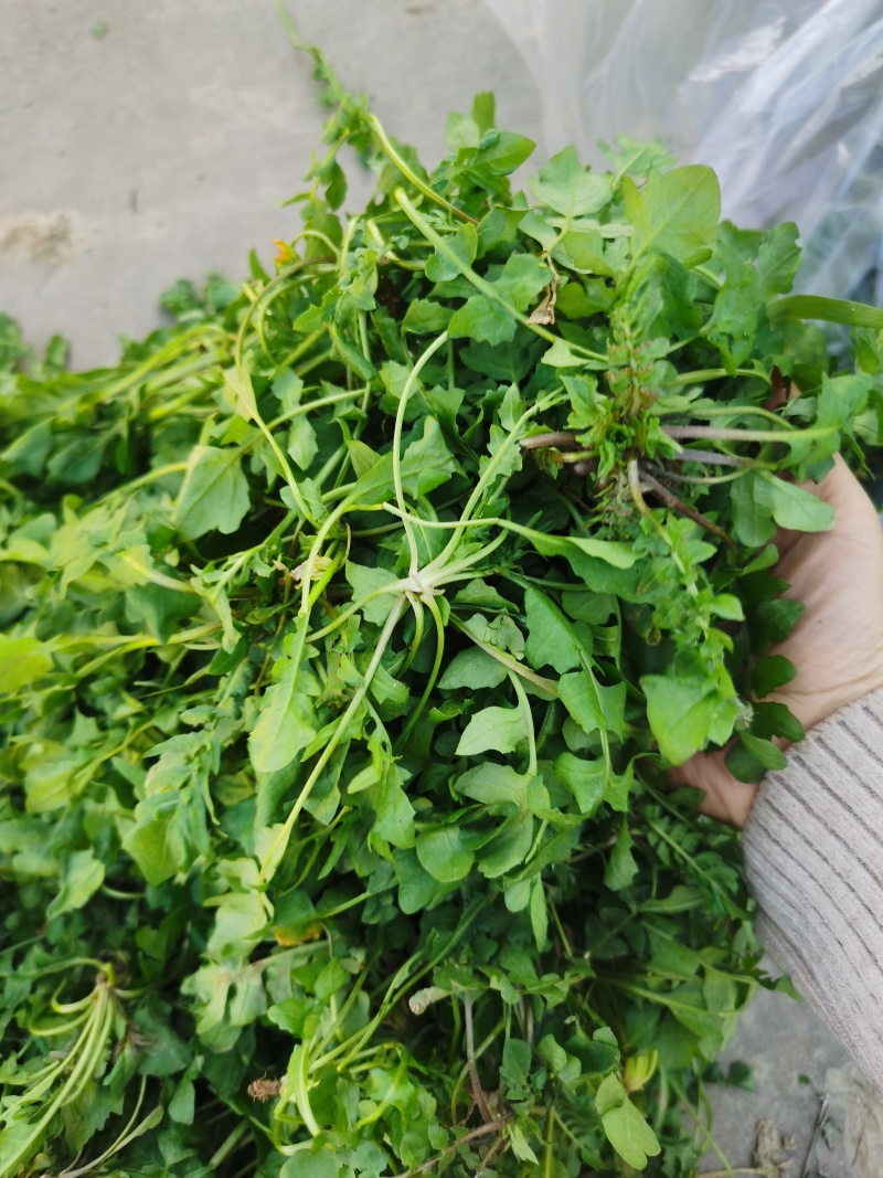 荠荠菜/产区直发/货源充足/大量发车/欢迎选购
