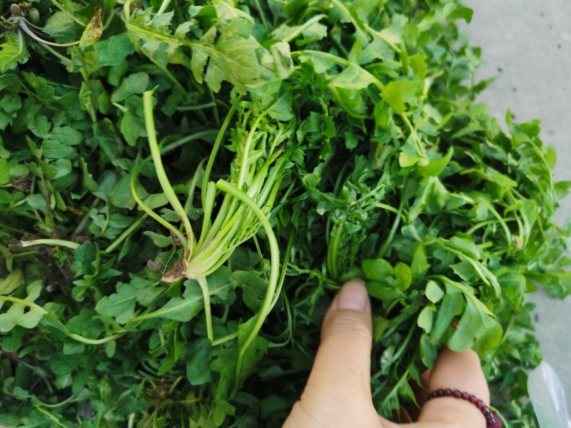 荠荠菜/产区直发/货源充足/大量发车/欢迎选购