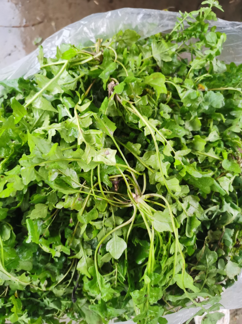 荠荠菜/产区直发/货源充足/大量发车/欢迎选购