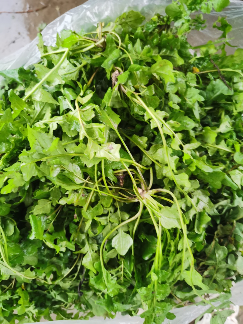 荠荠菜/产区直发/货源充足/大量发车/欢迎选购