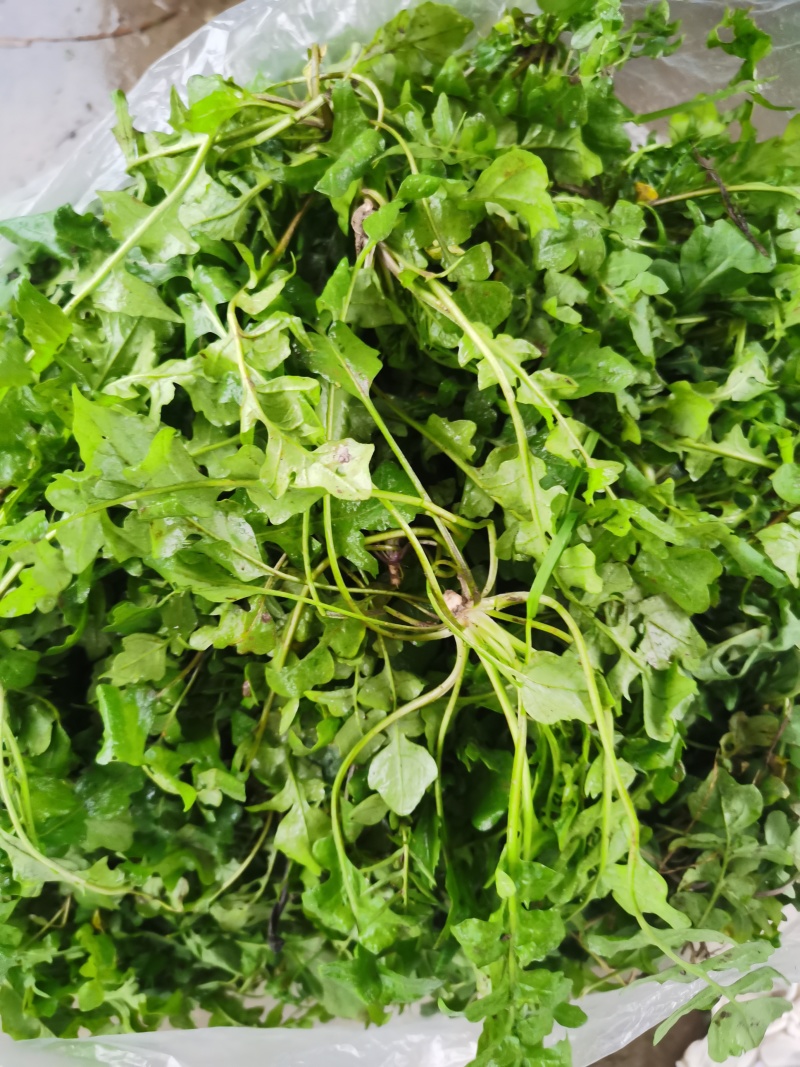 荠荠菜/产区直发/货源充足/大量发车/欢迎选购