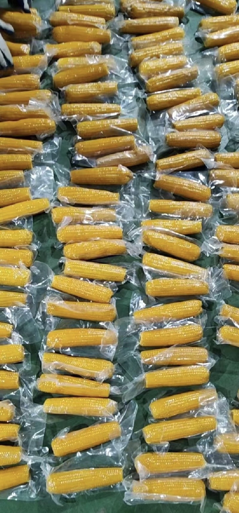 【推荐】山东糯玉米一件代发对接全国商超电商市场