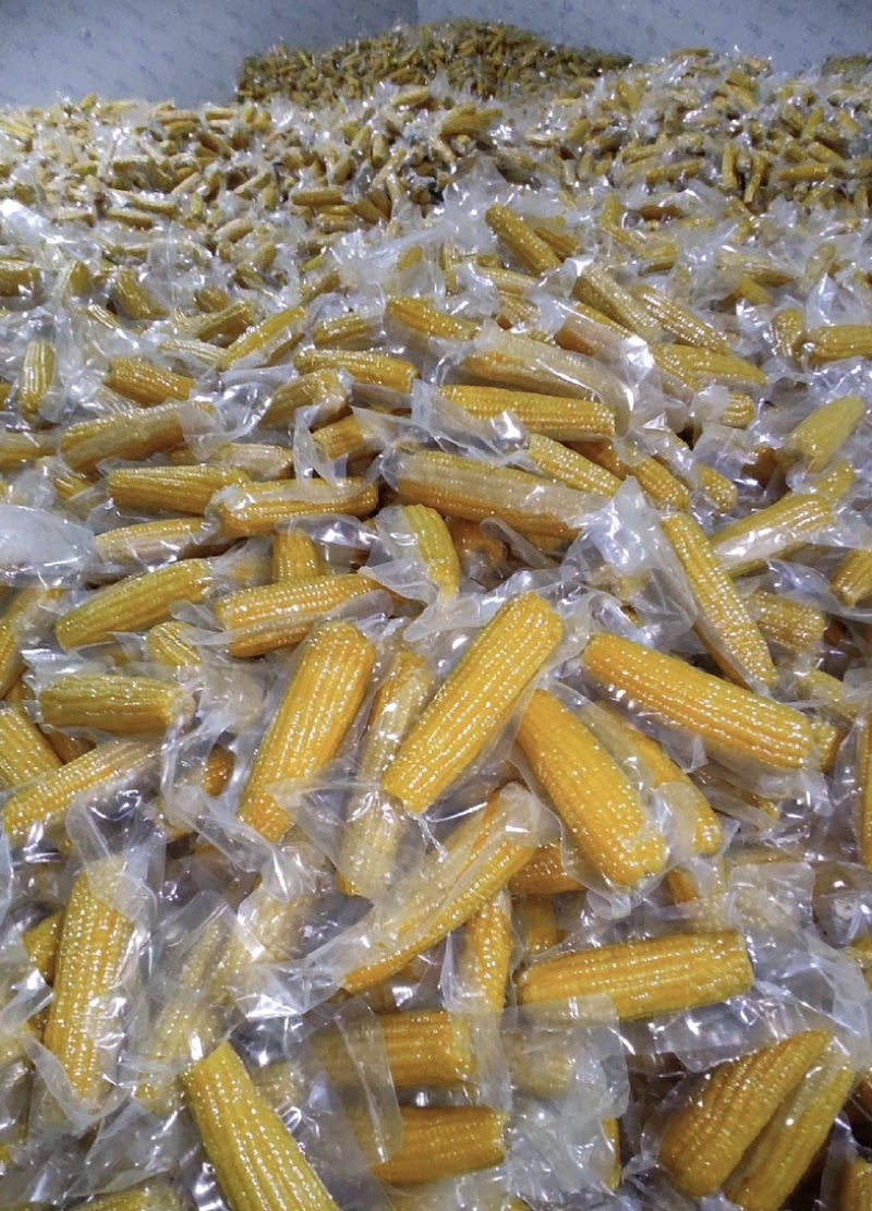 【推荐】山东糯玉米一件代发对接全国商超电商市场