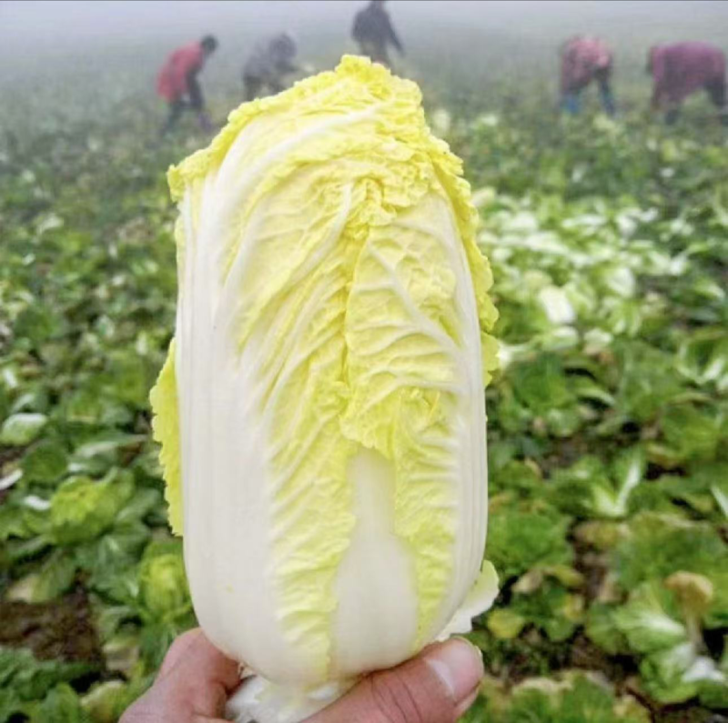 娃娃菜，精品娃娃菜电商货市场货