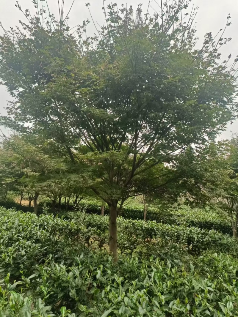 【推荐】中国红枫一手货源量大价优可视频看货欢迎咨询