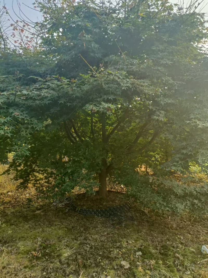 【推荐】中国红枫一手货源量大价优可视频看货欢迎咨询