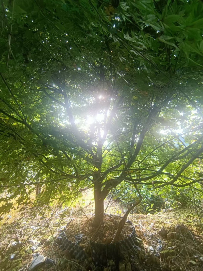 【推荐】中国红枫一手货源量大价优可视频看货欢迎咨询