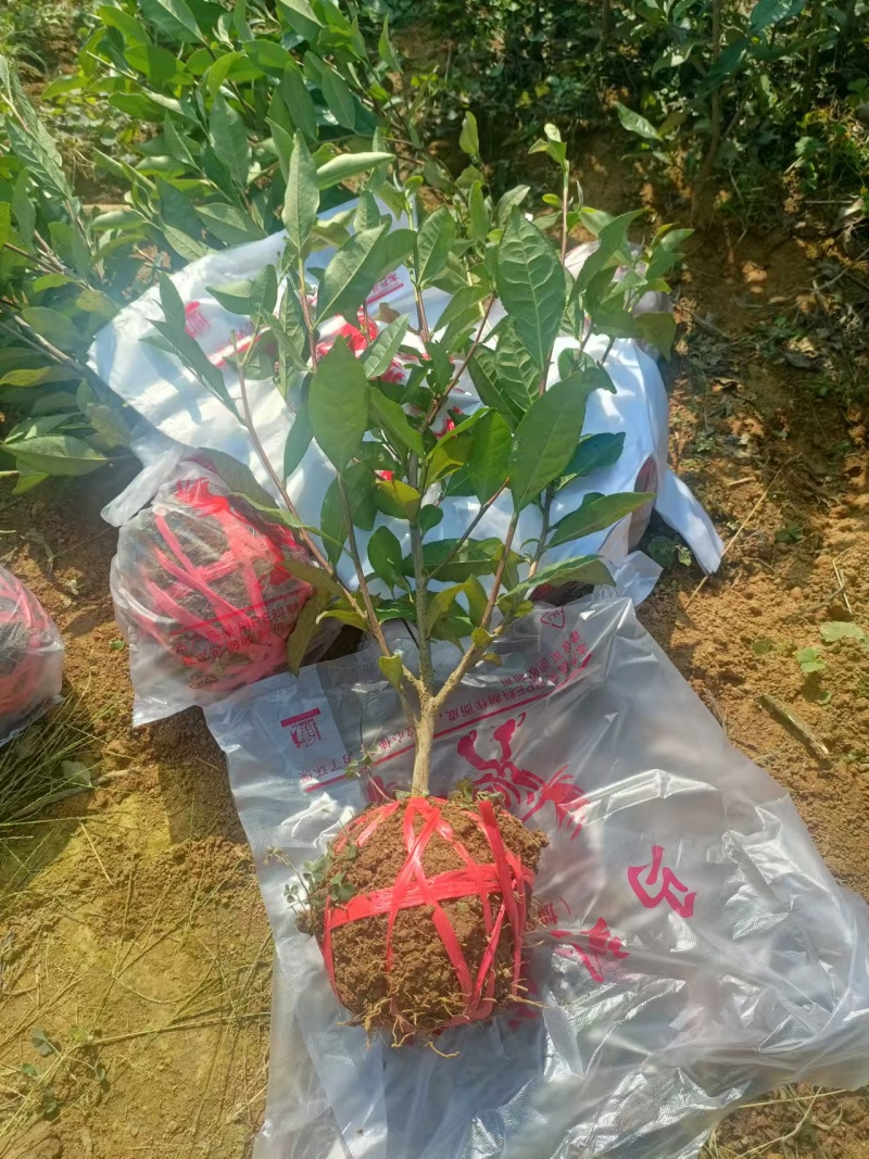 【推荐】茶树苗绿化茶苗一手货源量大价优可视频看货欢迎咨询