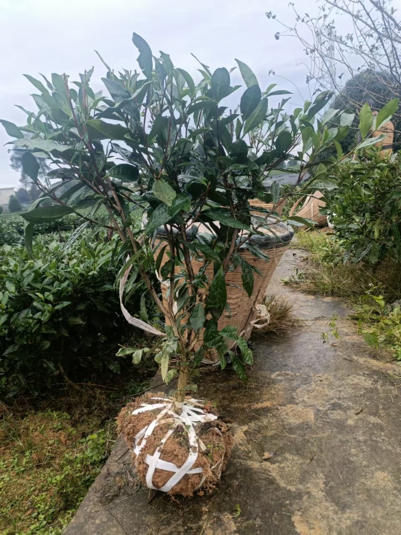 【推荐】茶树苗绿化茶苗一手货源量大价优可视频看货欢迎咨询