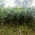 【推荐】茶树苗绿化茶苗一手货源量大价优可视频看货欢迎咨询