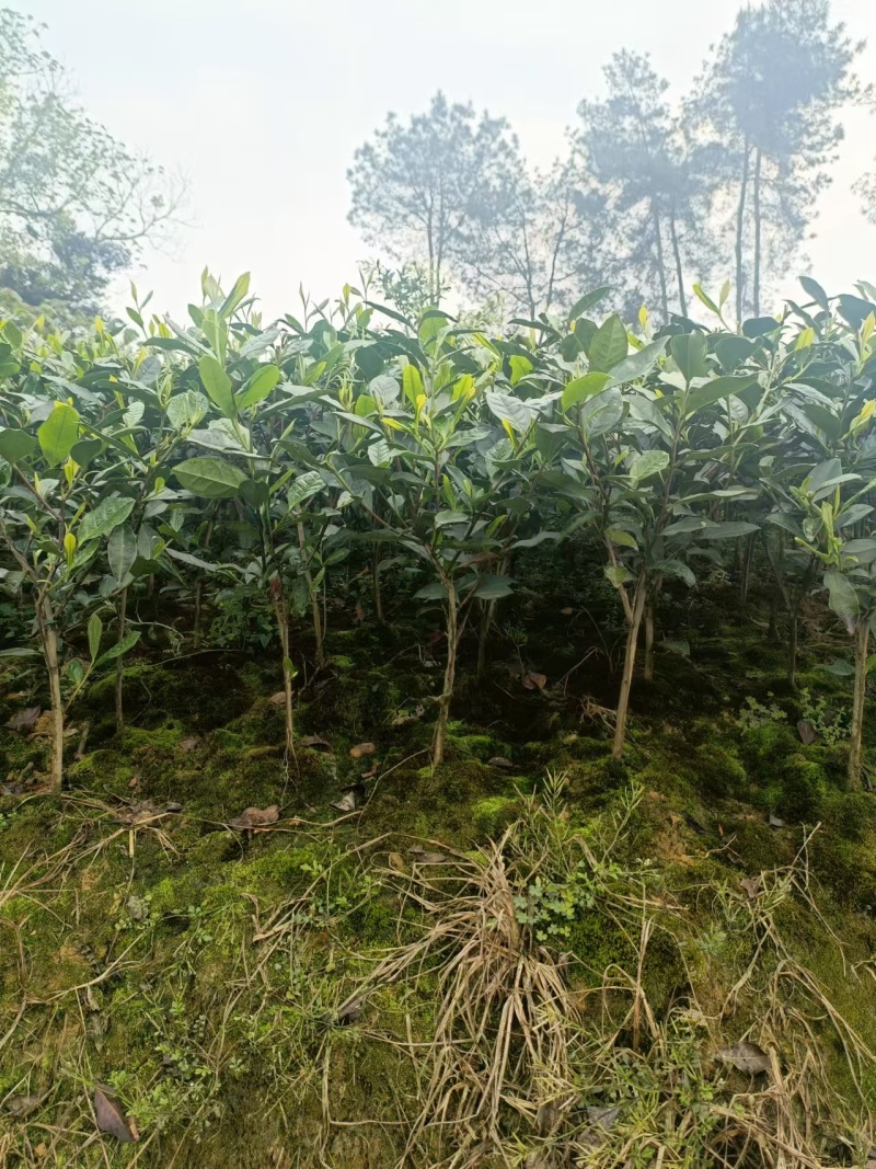 【推荐】茶树苗绿化茶苗一手货源量大价优可视频看货欢迎咨询