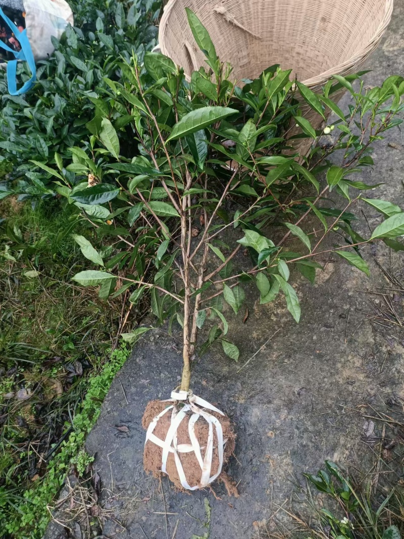 【推荐】茶树苗绿化茶苗一手货源量大价优可视频看货欢迎咨询
