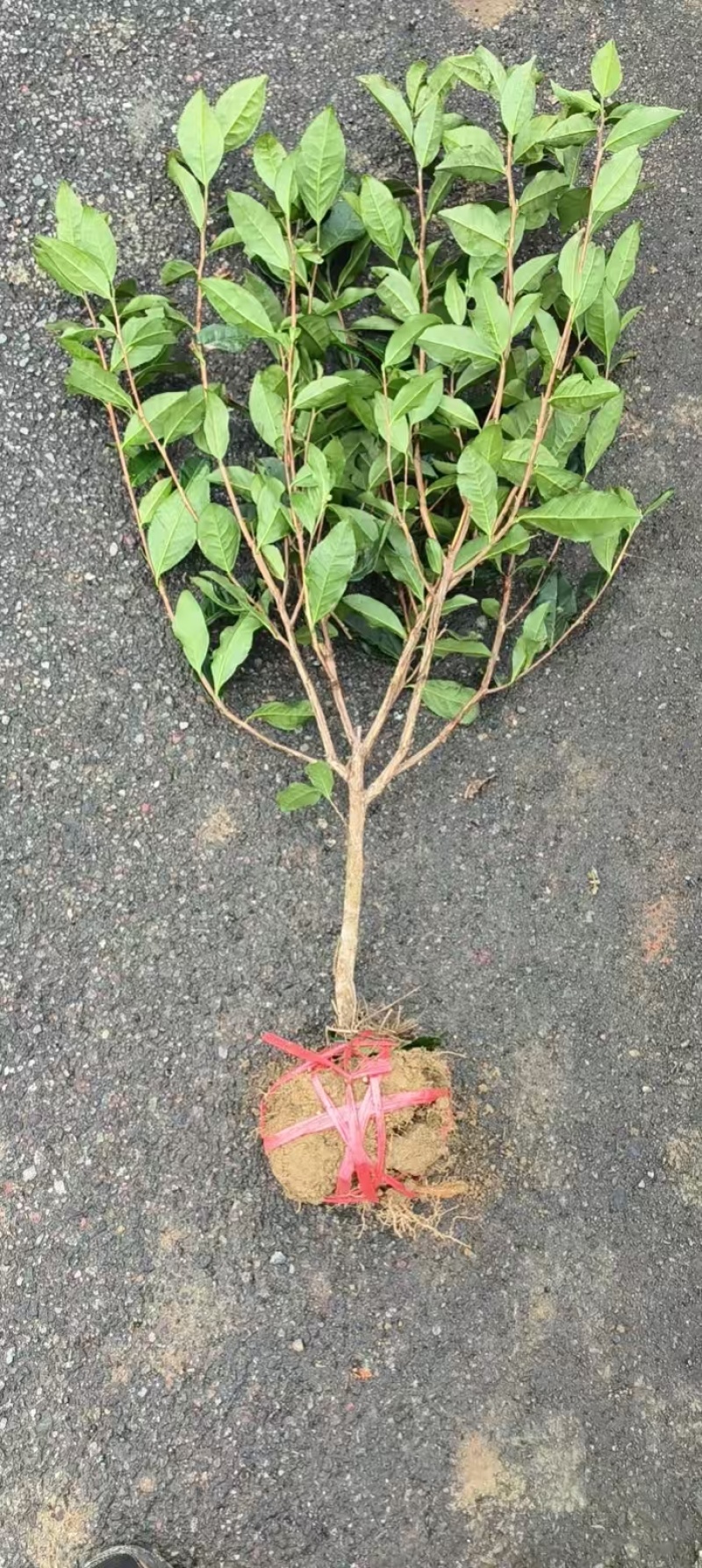 【推荐】茶树苗绿化茶苗一手货源量大价优可视频看货欢迎咨询