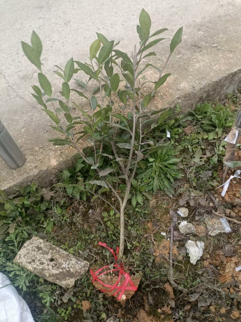【推荐】茶树苗绿化茶苗一手货源量大价优可视频看货欢迎咨询