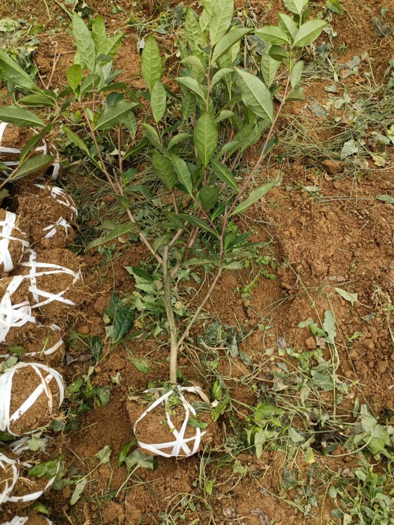 【推荐】茶树苗绿化茶苗一手货源量大价优可视频看货欢迎咨询