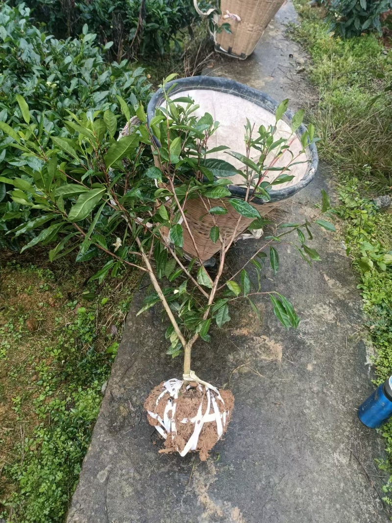 【推荐】茶树苗绿化茶苗一手货源量大价优可视频看货欢迎咨询