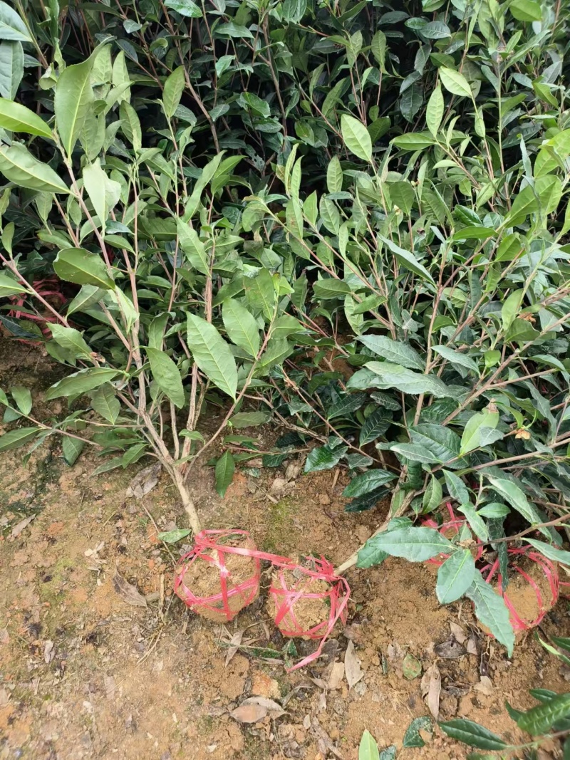 【推荐】茶树苗绿化茶苗一手货源量大价优可视频看货欢迎咨询
