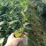 【推荐】茶树苗杯苗带原土球茶苗一手货源量大价优可视频看货