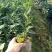 【推荐】茶树苗杯苗带原土球茶苗一手货源量大价优可视频看货
