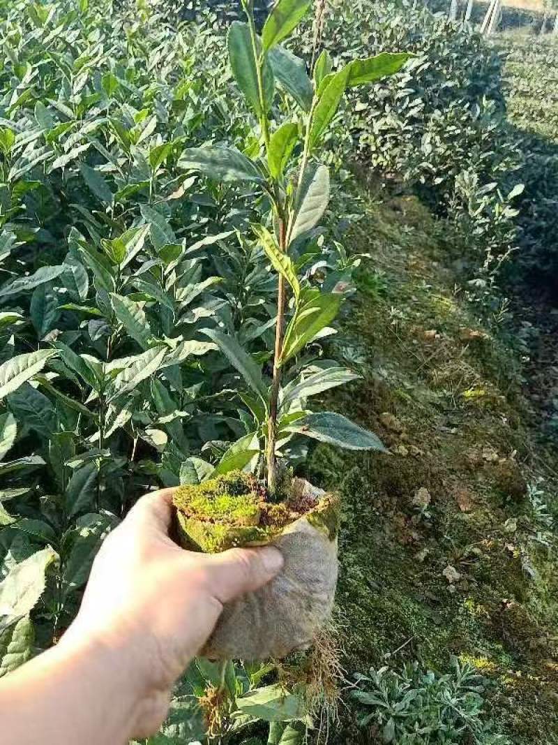 【推荐】茶树苗杯苗带原土球茶苗一手货源量大价优可视频看货