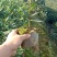 【推荐】茶树苗杯苗带原土球茶苗一手货源量大价优可视频看货
