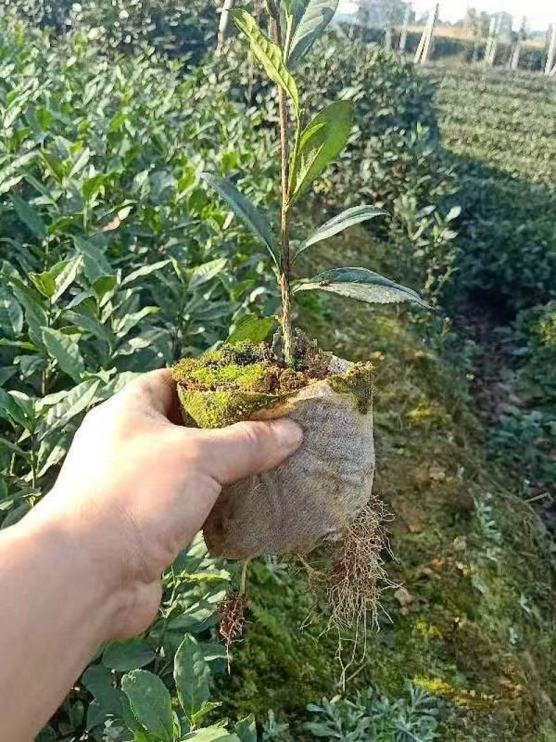 【推荐】茶树苗杯苗带原土球茶苗一手货源量大价优可视频看货
