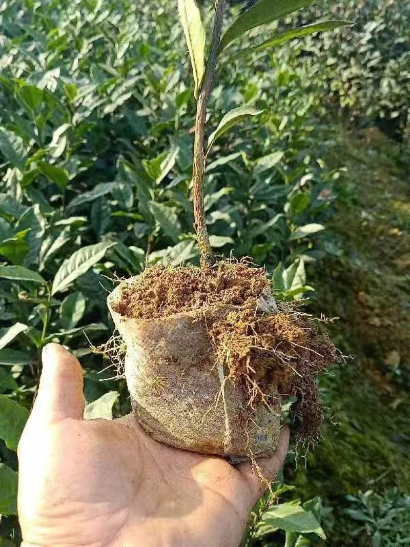 【推荐】茶树苗杯苗带原土球茶苗一手货源量大价优可视频看货