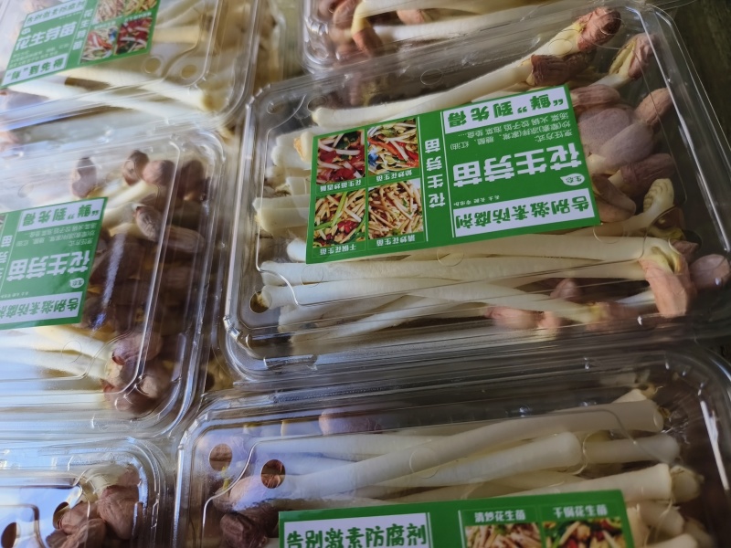 花生芽