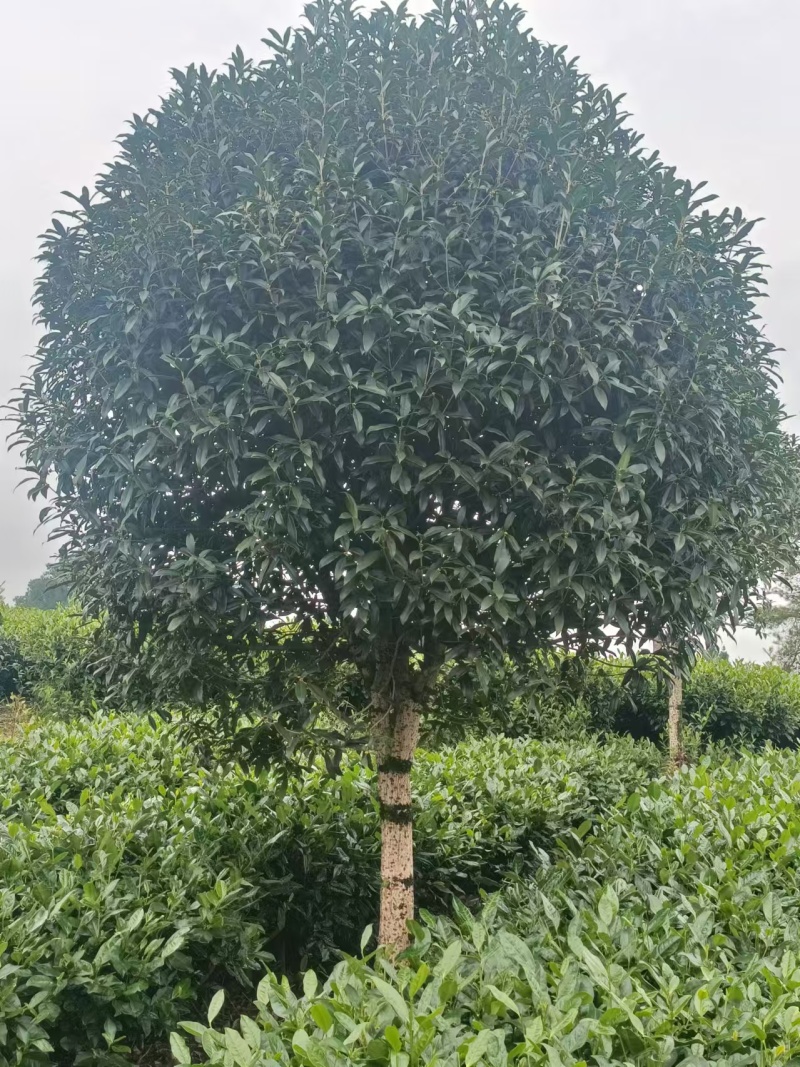 【推荐】八月桂一手货源量大价优可视频看货欢迎咨询