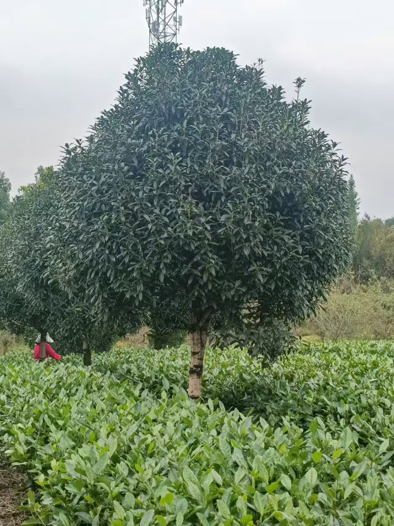 【推荐】八月桂一手货源量大价优可视频看货欢迎咨询